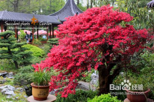 我爱植物园