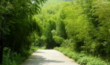 我家的那一片竹林