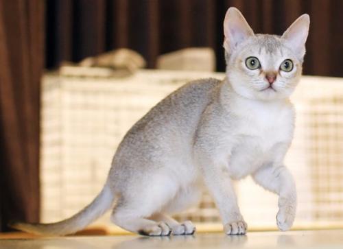 描述猫