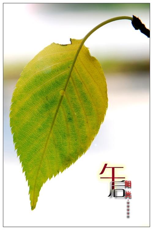 我心中的阳光