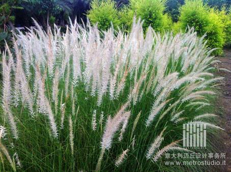 发现草的美丽