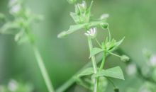 岁月静好，蔓草生香