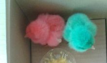 小鸡的观察日记