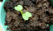 童年在成长中发芽