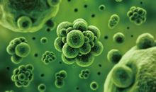 种子里的微感动