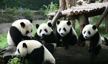游成都大熊猫基地