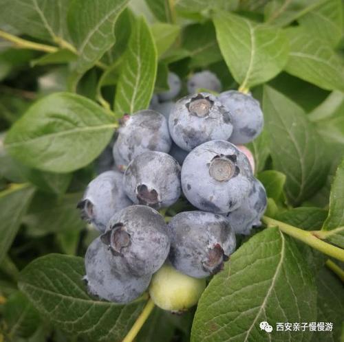 蓝莓采摘
