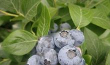 摘蓝莓