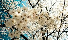 忘不了校园的老梨树