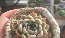 多肉植物成长日记