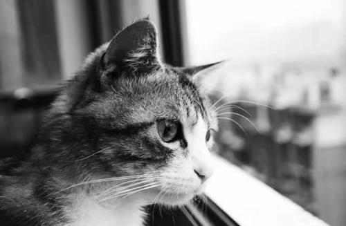 从猫的角度看风景