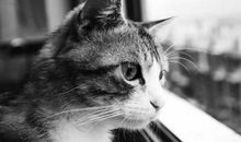 从猫的角度看风景