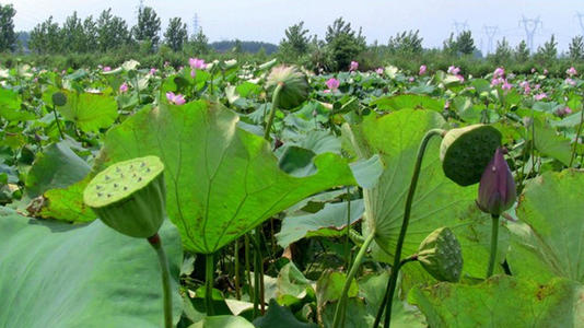 有趣的采摘之旅
