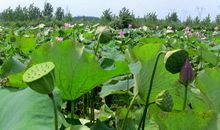 有趣的采摘之旅