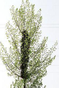 杨树