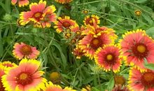 健康是生命的源泉