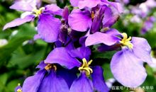 平凡中绽放的花朵