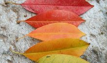 打扮大自然的秋天