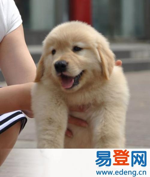 我的金毛寻回犬组成