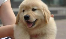 我家的金毛犬作文