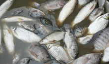 为什么鱼儿死了还会动