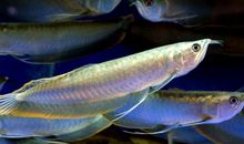 吃石头的银龙鱼