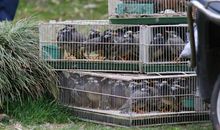 当我与灰椋鸟相遇