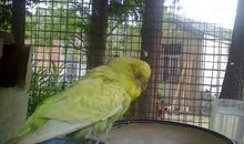 虎皮鹦鹉观察日记