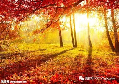 秋天的白木公园