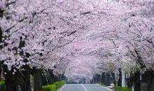 唯美樱花道