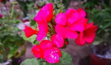 我是一朵开在繁花中的奇葩