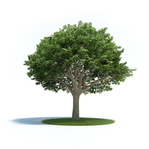 郁郁葱葱的树