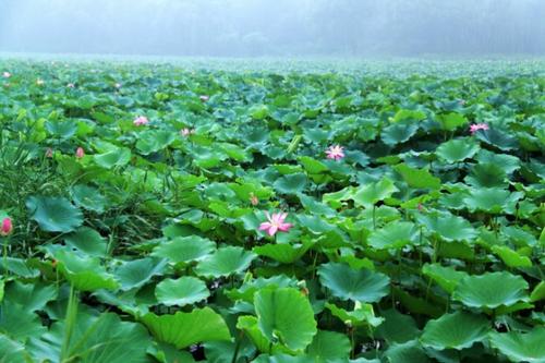 朦胧的雨莲池