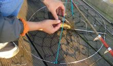 捉虾给我的启示