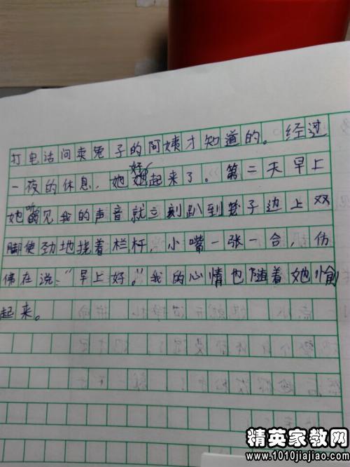 兔子观察日记