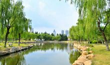 美丽的苍梧绿园作文