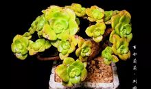 描写石莲花的作文