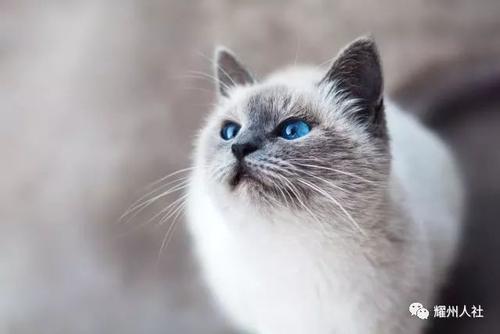 小猫找工作