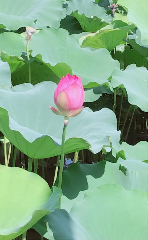 偷莲花