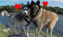 奶奶家的大狼狗