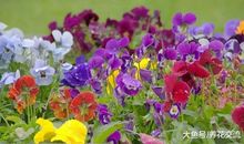 在自己的季节里开花