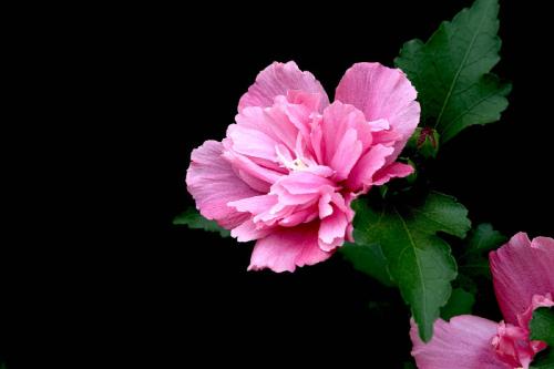 芙蓉花
