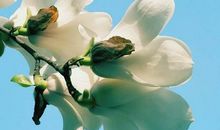 读生命是一朵常开不败的花有感