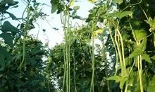 怀念蝉鸣的日子