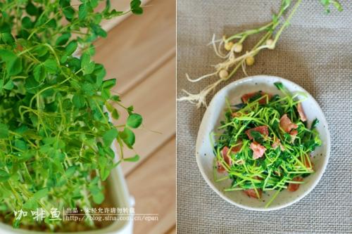 豌豆芽的生长