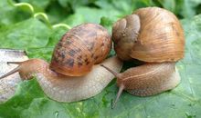 我发现蜗牛爬行的秘密