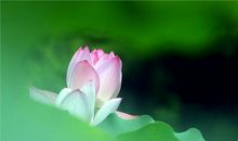 我爱美丽的莲花山