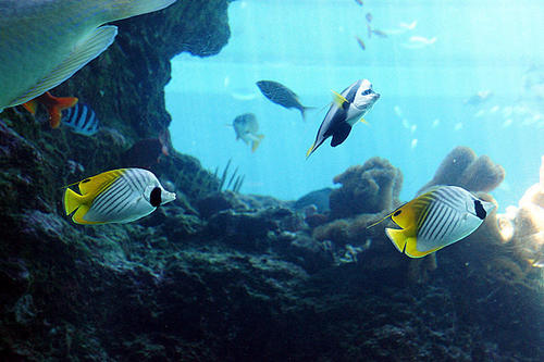 冲绳美丽海水族馆