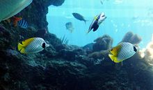 冲绳美丽海水族馆