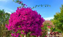 我和花朵有个约会